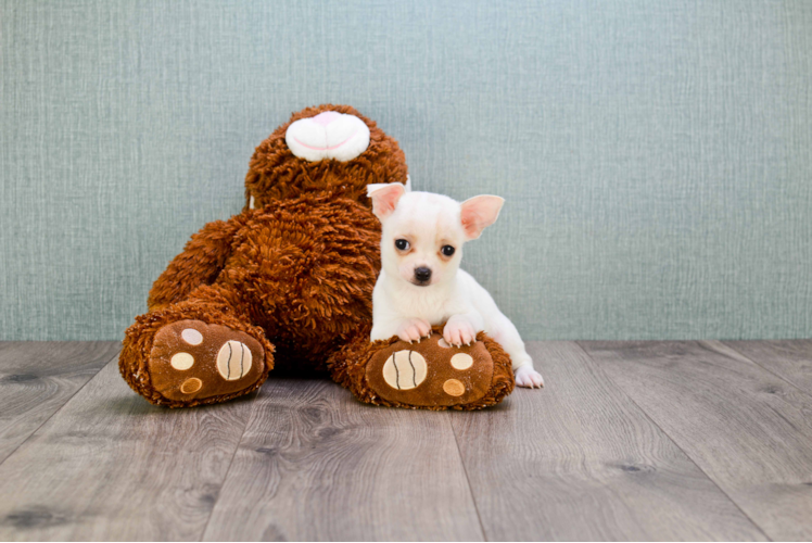 Cute Chihuahua Baby