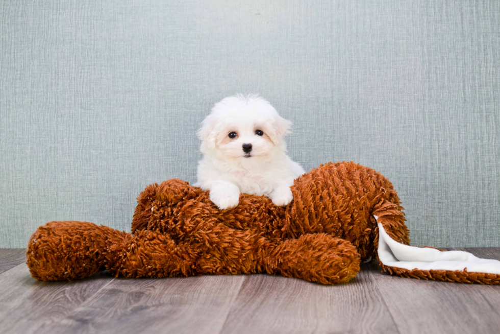 Maltipoo Pup Being Cute