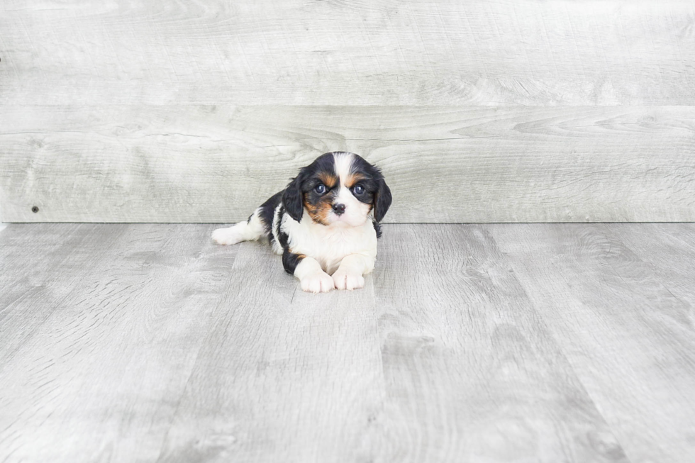 Hypoallergenic Cavalier King Charles Spaniel Purebred Pup