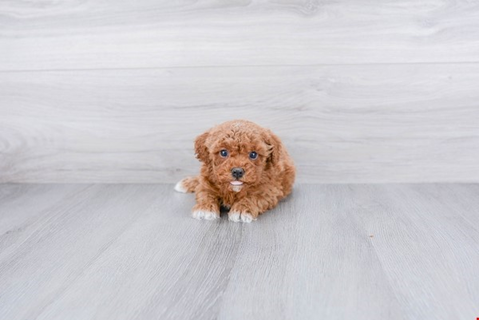 Cavapoo Pup Being Cute