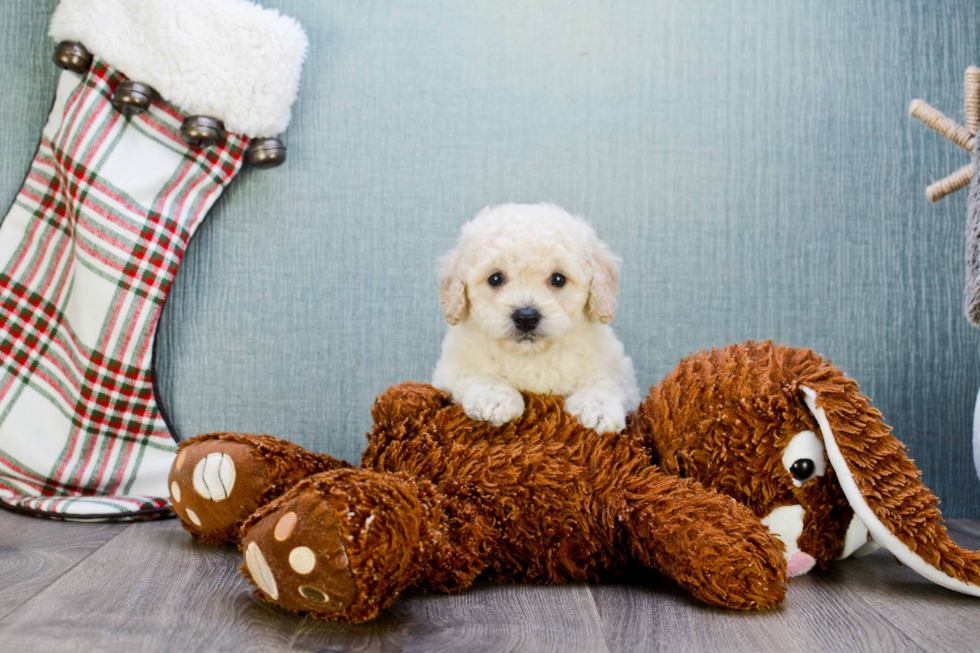 Cute Maltipoo Baby