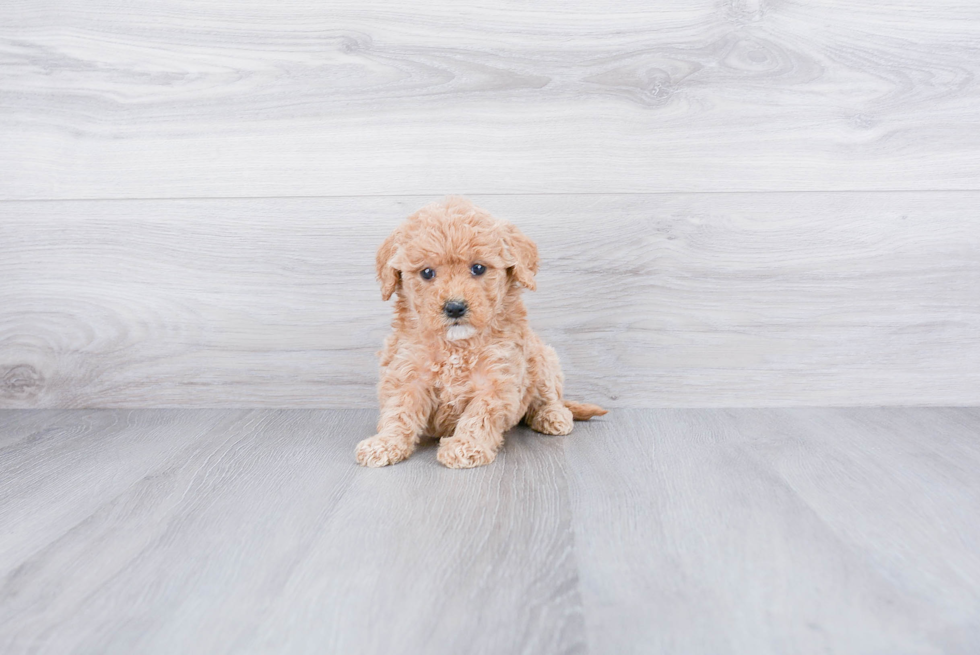 Best Mini Goldendoodle Baby