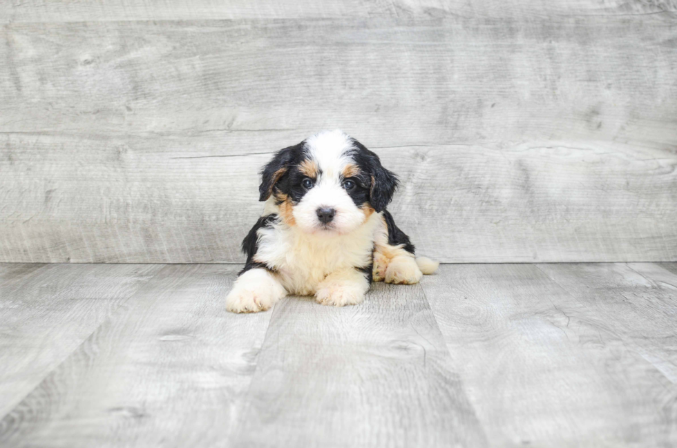 Best Mini Bernedoodle Baby