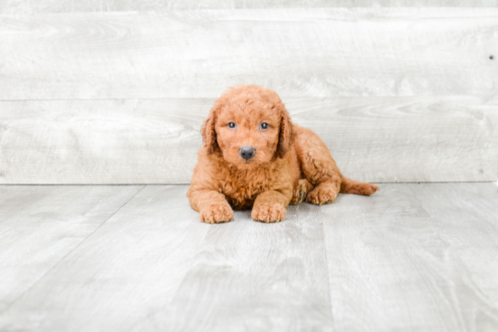 Mini Goldendoodle Puppy for Adoption