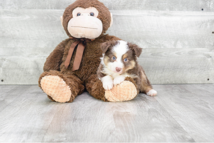 Best Mini Aussiedoodle Baby