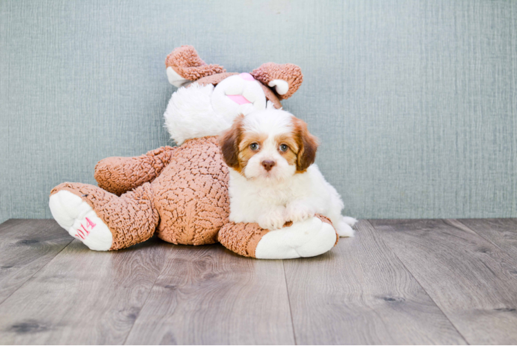 Fluffy Teddy Bear Designer Pup