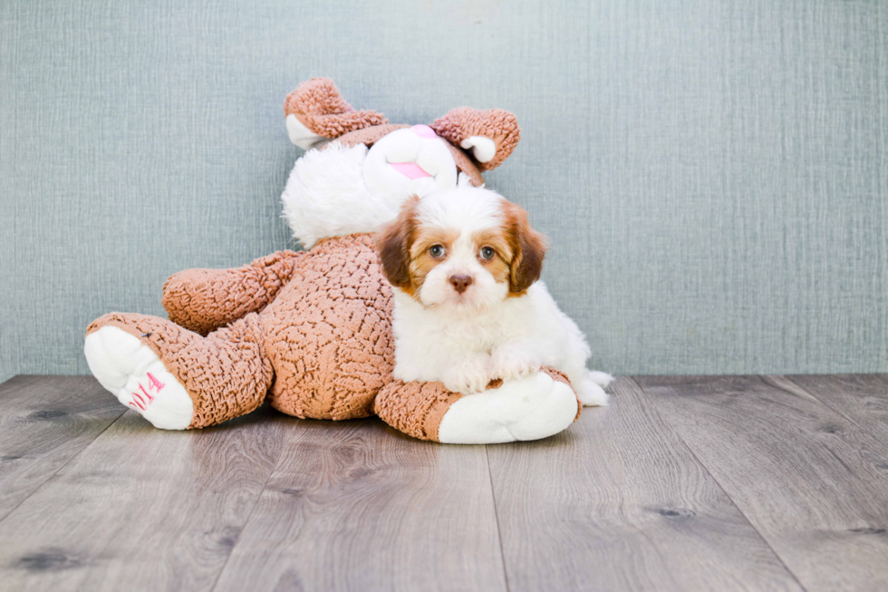 Fluffy Teddy Bear Designer Pup