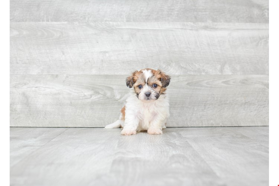 Teddy Bear Pup Being Cute