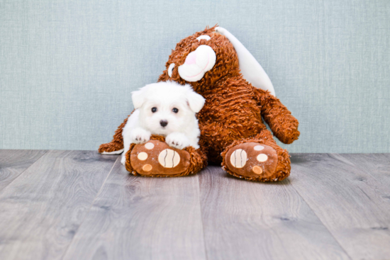 Funny Maltese Purebred Pup