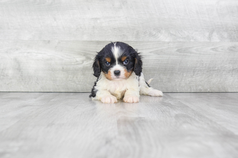 Cavalier King Charles Spaniel Pup Being Cute