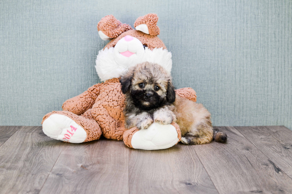 Fluffy Teddy Bear Designer Pup