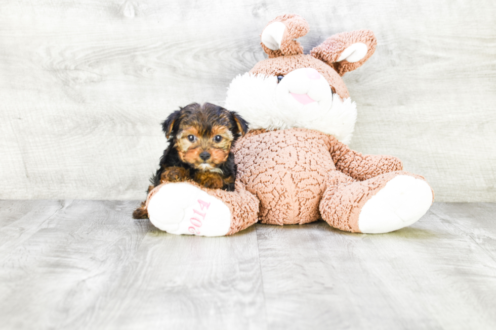 Meet Avery - our Yorkshire Terrier Puppy Photo 