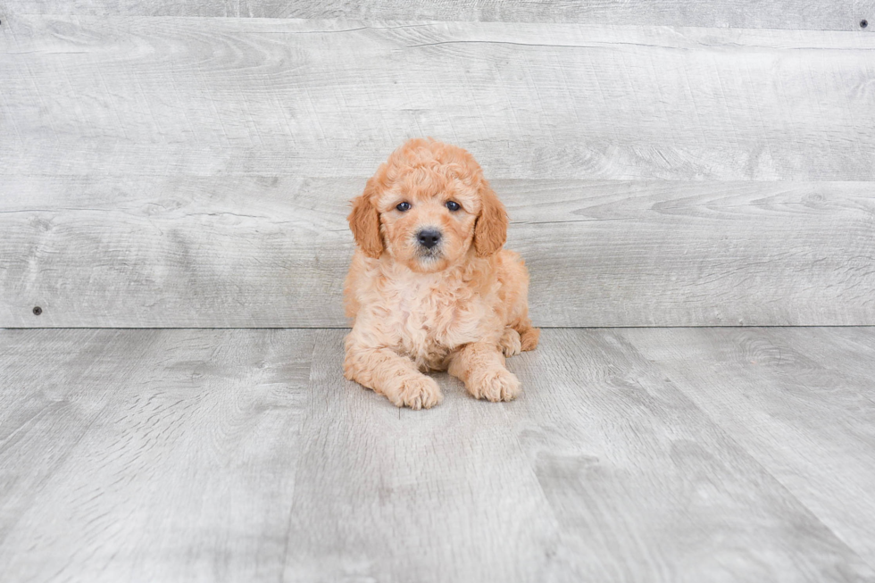 Best Mini Goldendoodle Baby