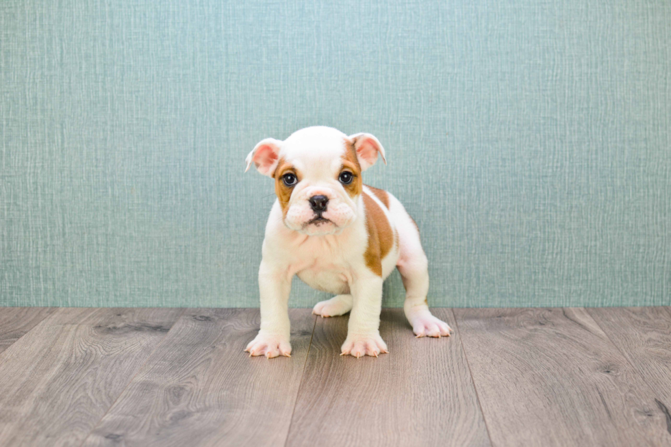 Cute English Bulldog Mix Pup