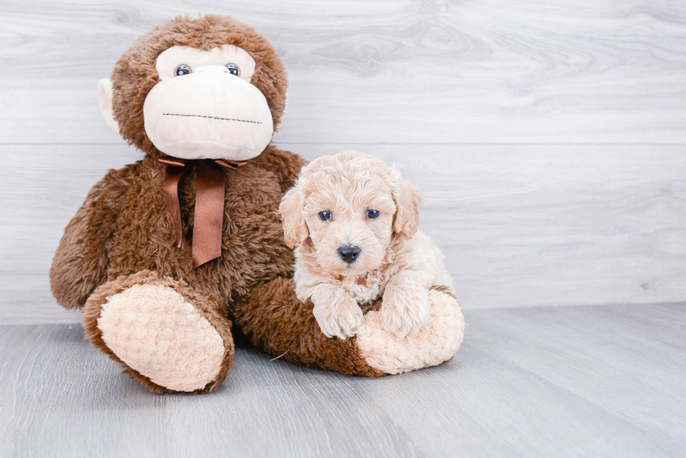 Maltipoo Puppy for Adoption