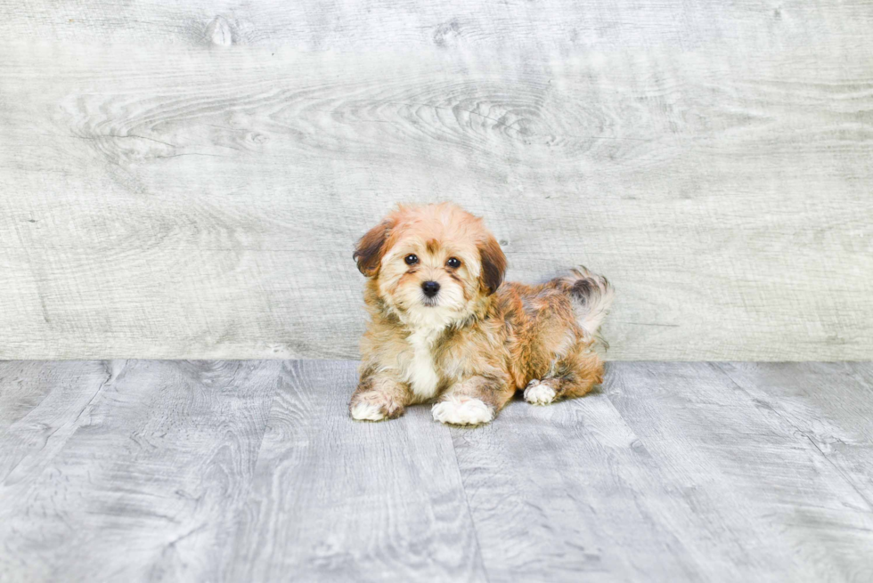 Havanese Puppy for Adoption