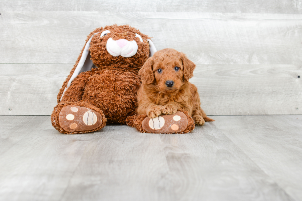 Mini Goldendoodle Puppy for Adoption