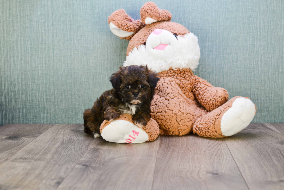 Teddy Bear Pup Being Cute