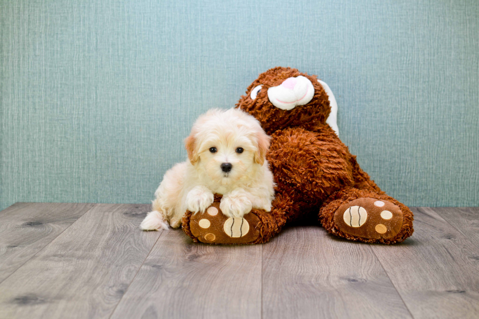 Maltipoo Pup Being Cute