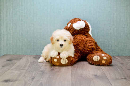 Maltipoo Pup Being Cute