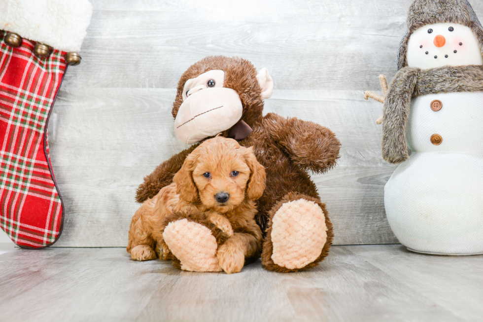 Popular Mini Goldendoodle Poodle Mix Pup