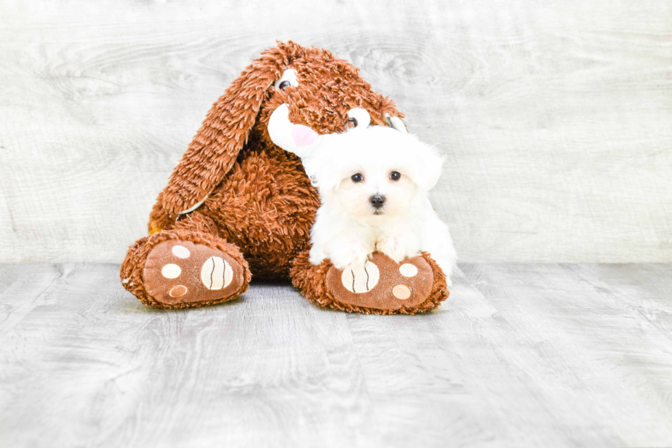 Maltese Pup Being Cute