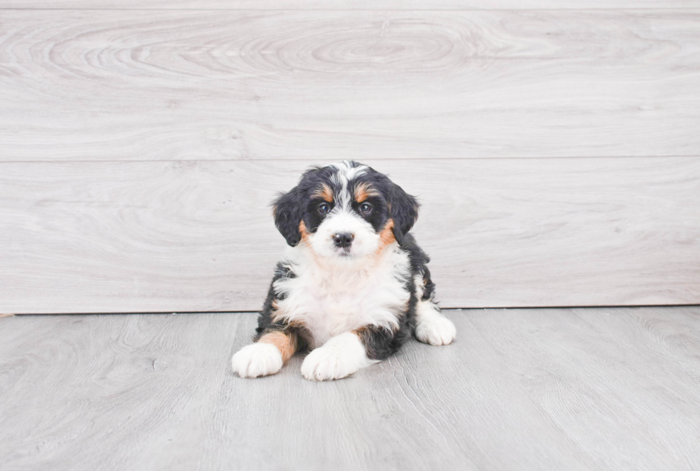 Best Mini Bernedoodle Baby