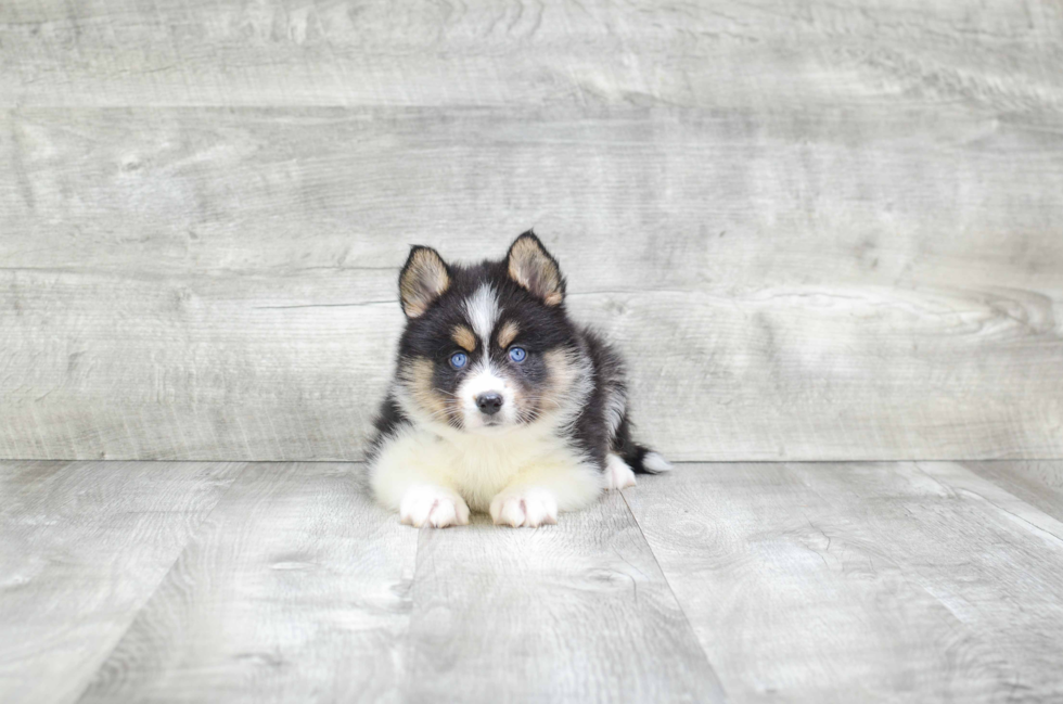 Pomsky Puppy for Adoption