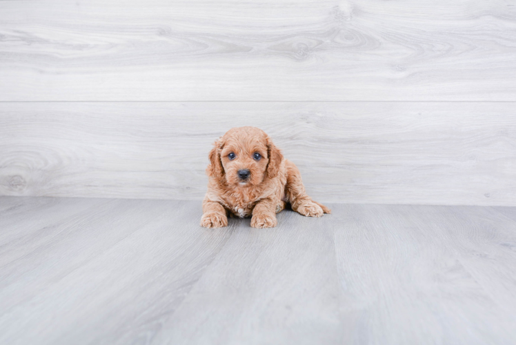 Cavapoo Puppy for Adoption