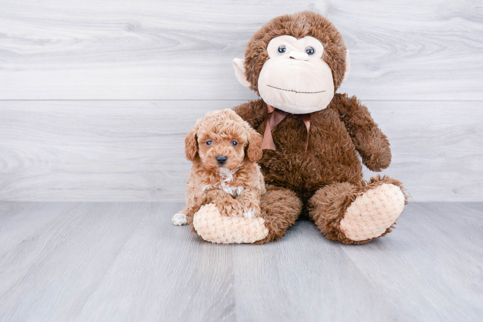 Playful Poodle Purebred Pup