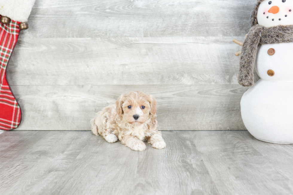 Maltipoo Pup Being Cute