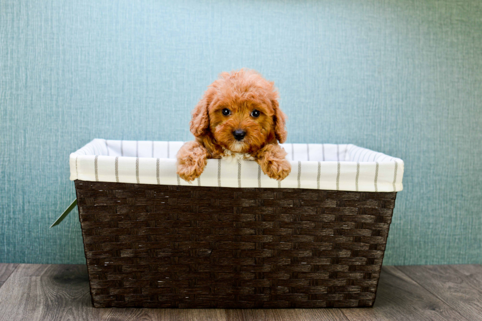 Cavapoo Pup Being Cute