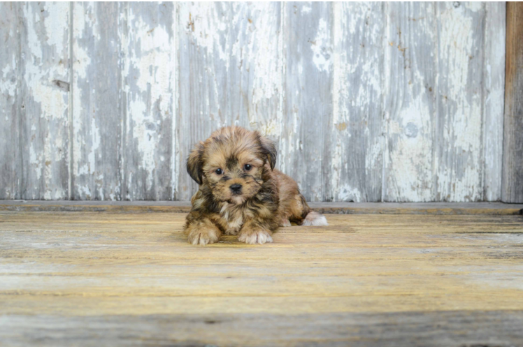 Shorkie Pup Being Cute