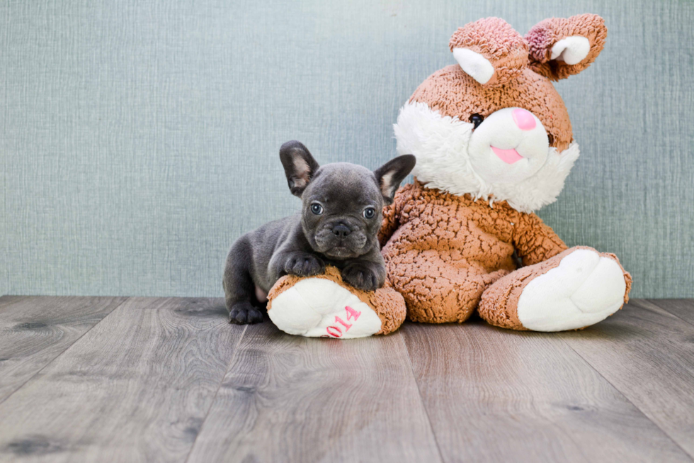 Best French Bulldog Baby