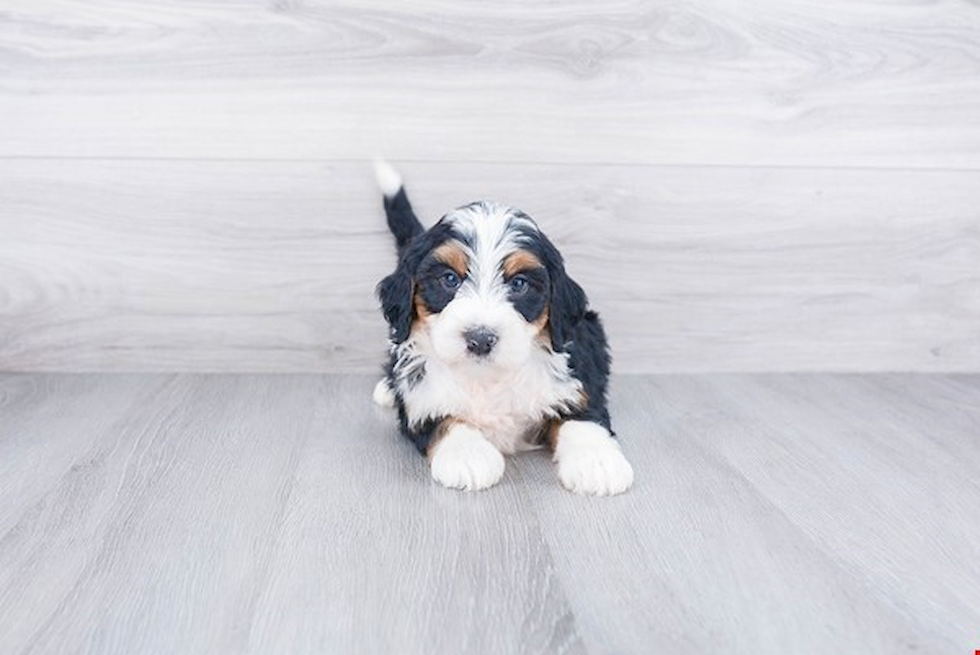 Mini Bernedoodle Puppy for Adoption