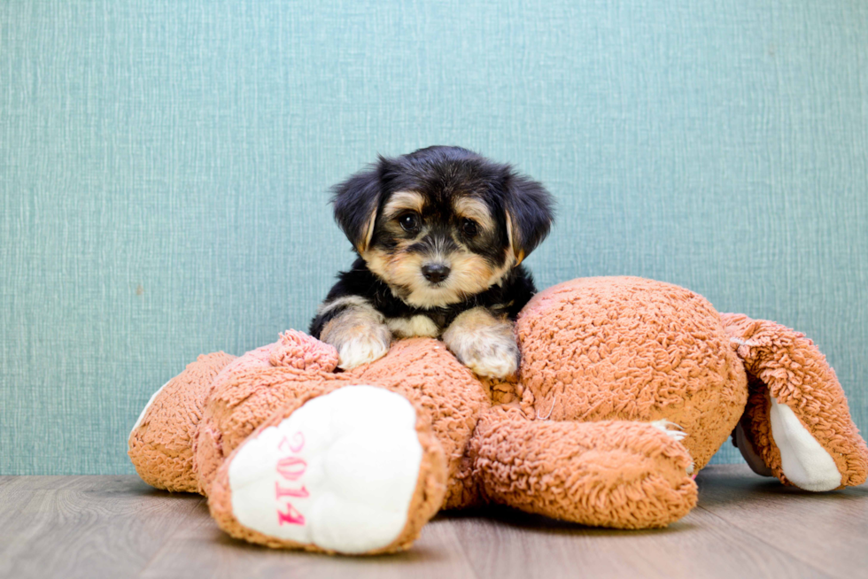 Cute Morkie Baby