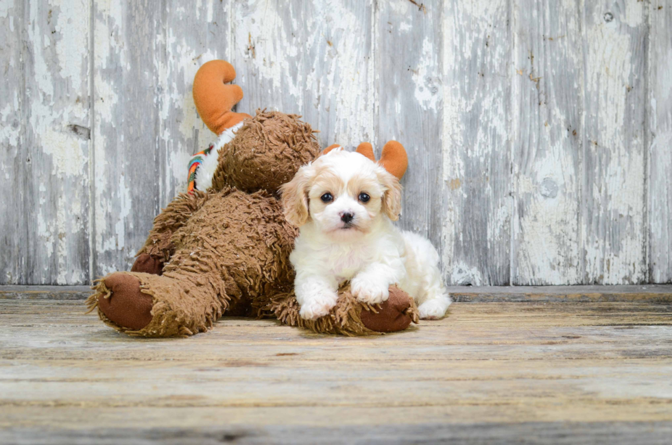 Cavachon Pup Being Cute