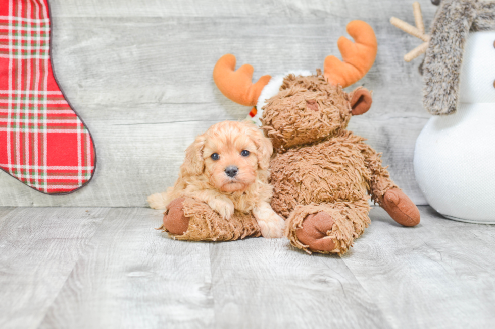 Small Cavapoo Baby