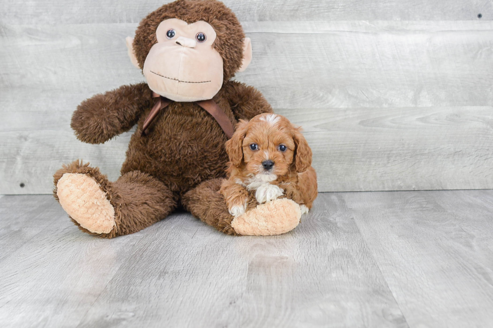 Cute Cavapoo Baby