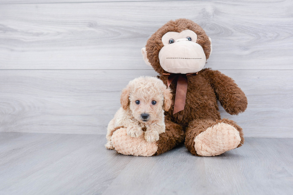 Playful Maltese Poodle Poodle Mix Puppy