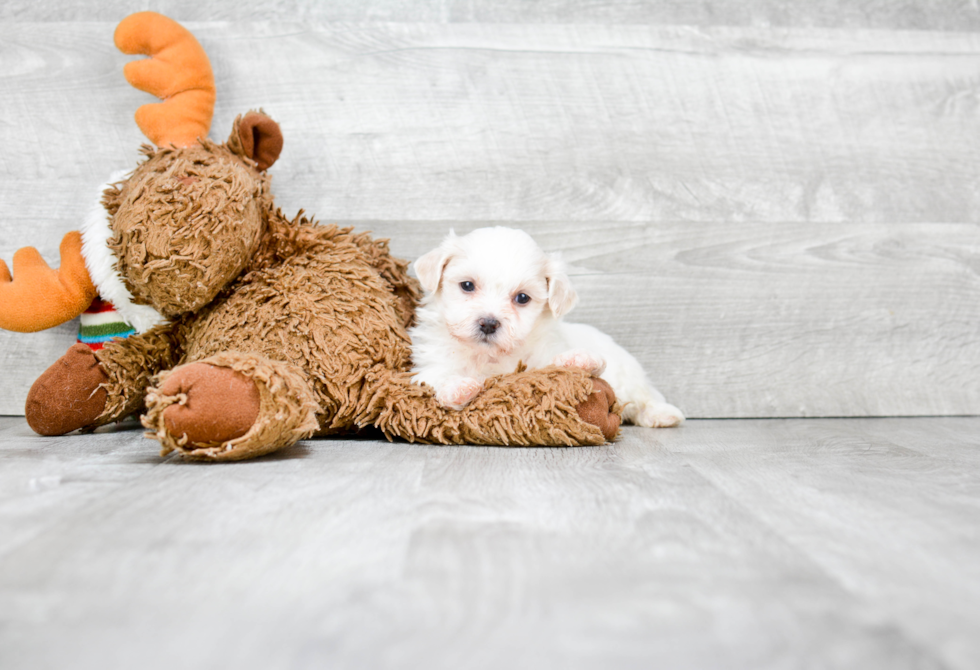 Fluffy Teddy Bear Designer Pup