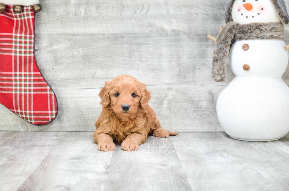 Hypoallergenic Golden Retriever Poodle Mix Puppy