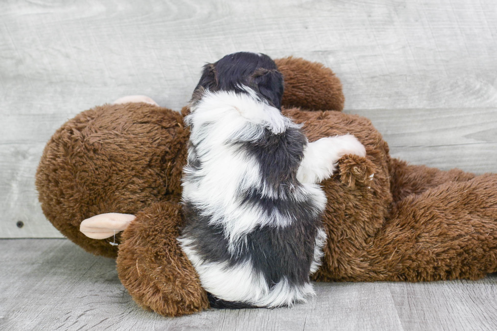 Fluffy Teddy Bear Designer Pup