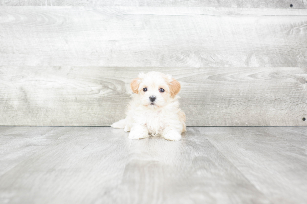 Best Maltipoo Baby