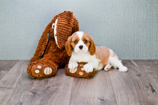 Best Cavalier King Charles Spaniel Baby