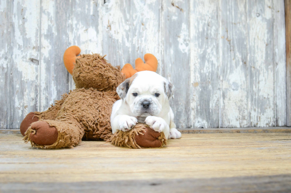 Cute English Bulldog Mix Puppy