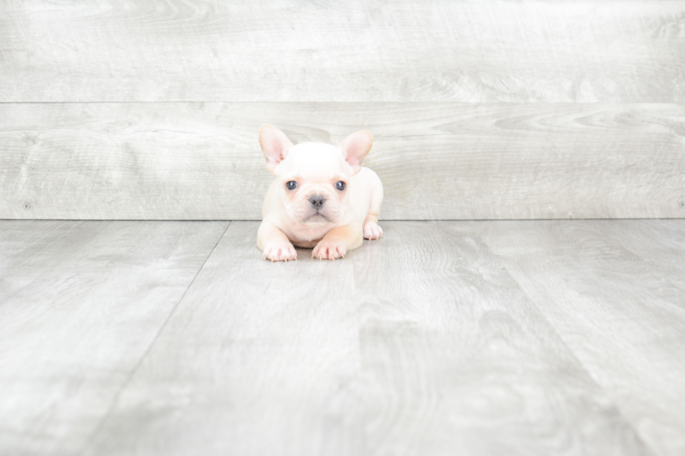 Hypoallergenic French Bulldog Purebred Pup