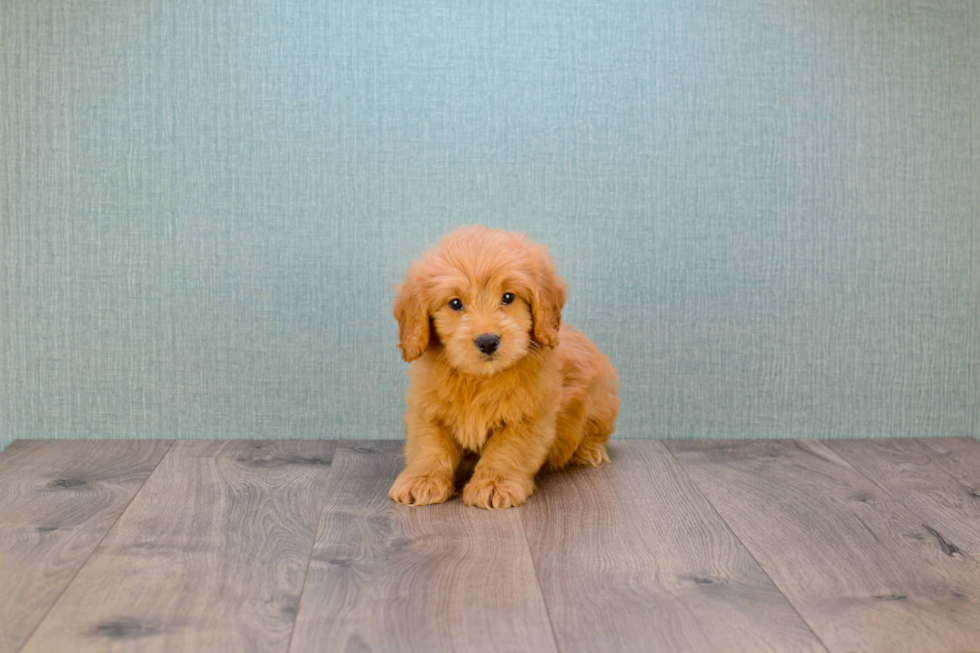 Friendly Mini Goldendoodle Baby