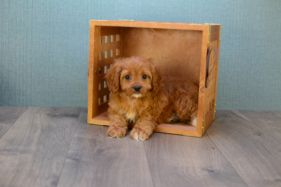 Adorable Cavoodle Poodle Mix Puppy