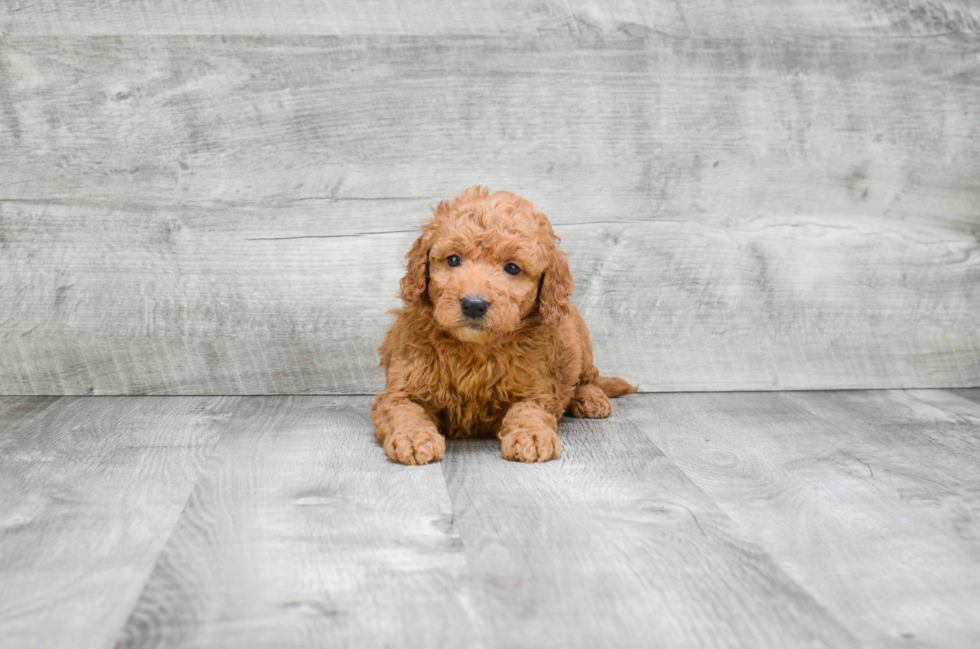 Playful Golden Retriever Poodle Mix Puppy